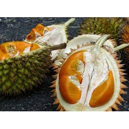 Bibit durian tembaga okulasi kualitas super
