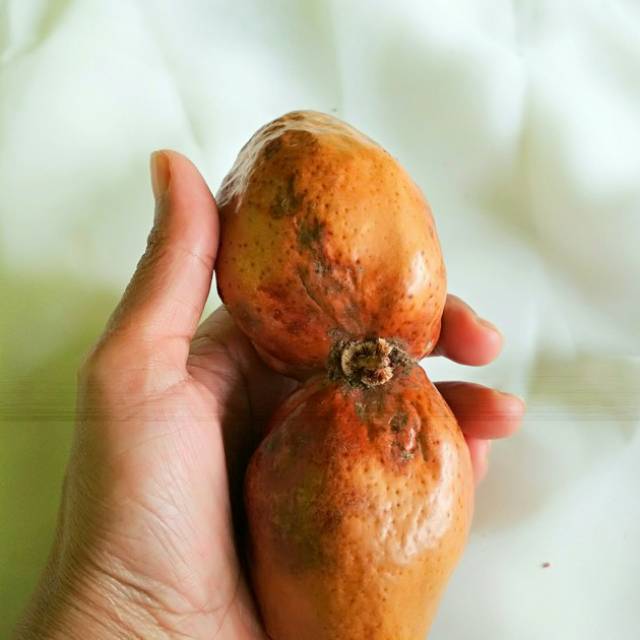 

Buah Zuriat /buah juriat 1 kg buat promil singel buah adam hawa - asal mesir (doble)