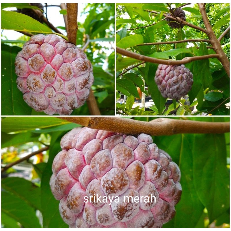 Bibit Srikaya Merah
