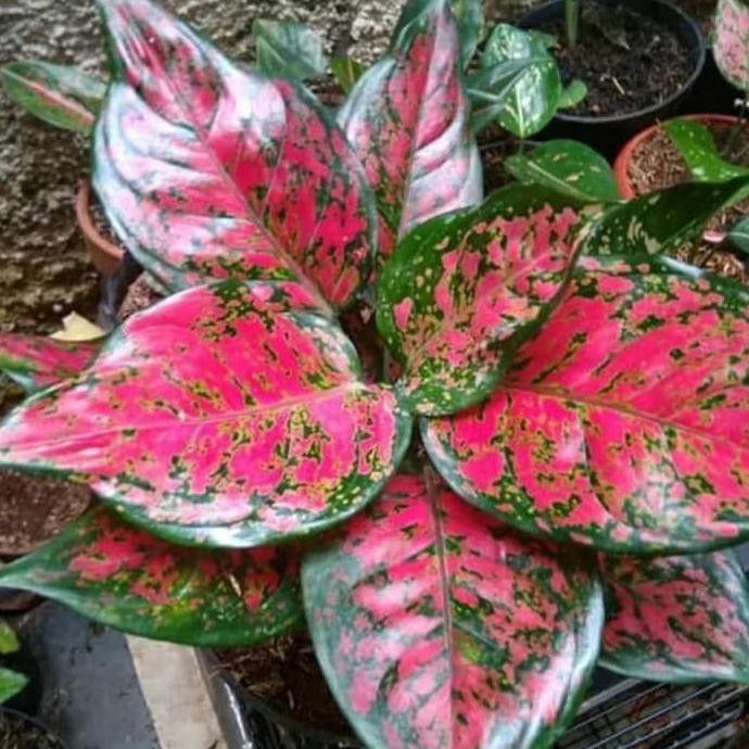 Aglonema Dud Anjamani Indukan