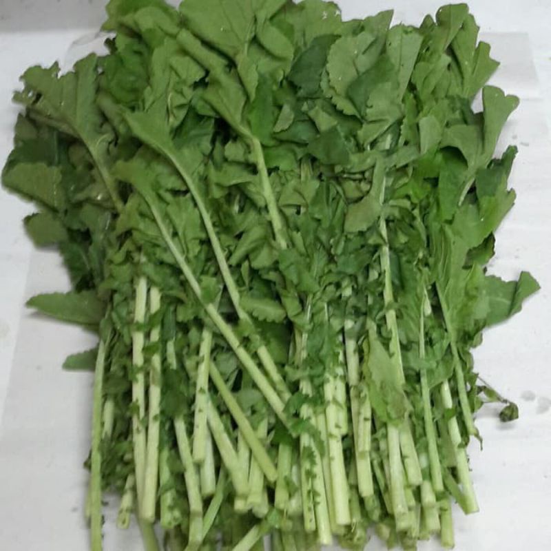 

GR daun lobak atau radish fresh 1kg