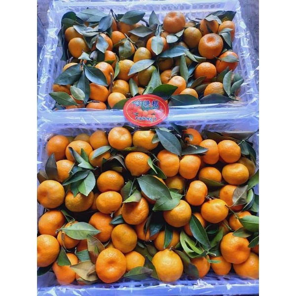 

jeruk santang daun yg ready bersih 7 kg