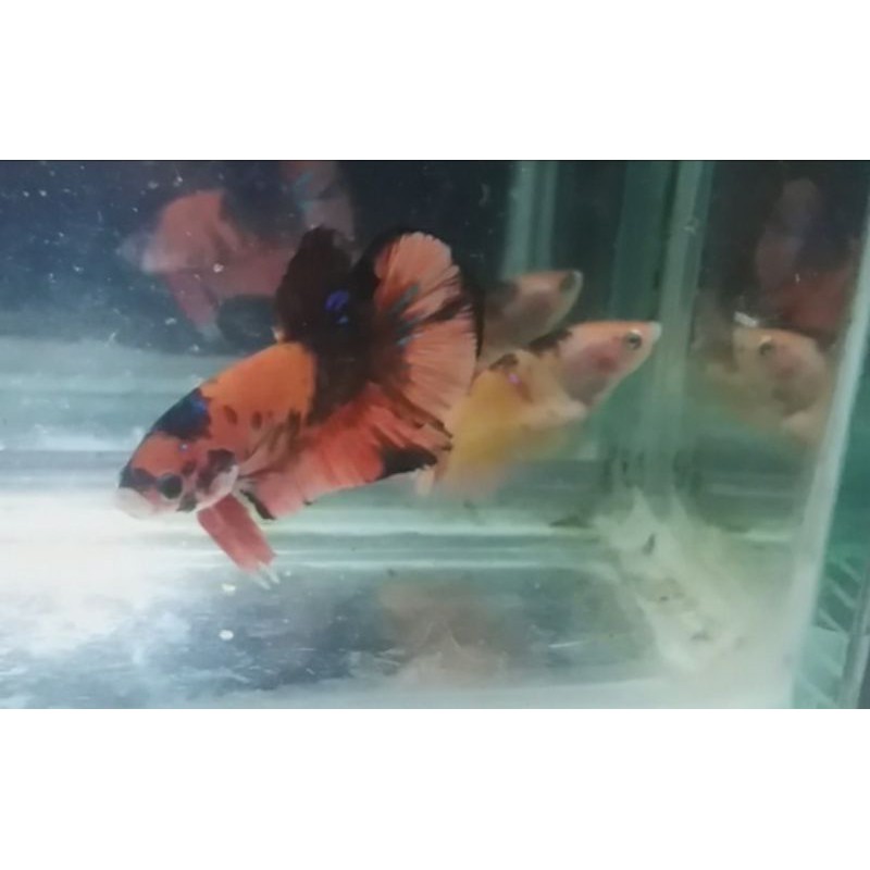 Sepasang Cupang Orange Koi Tiger dan Nemo Galaxy