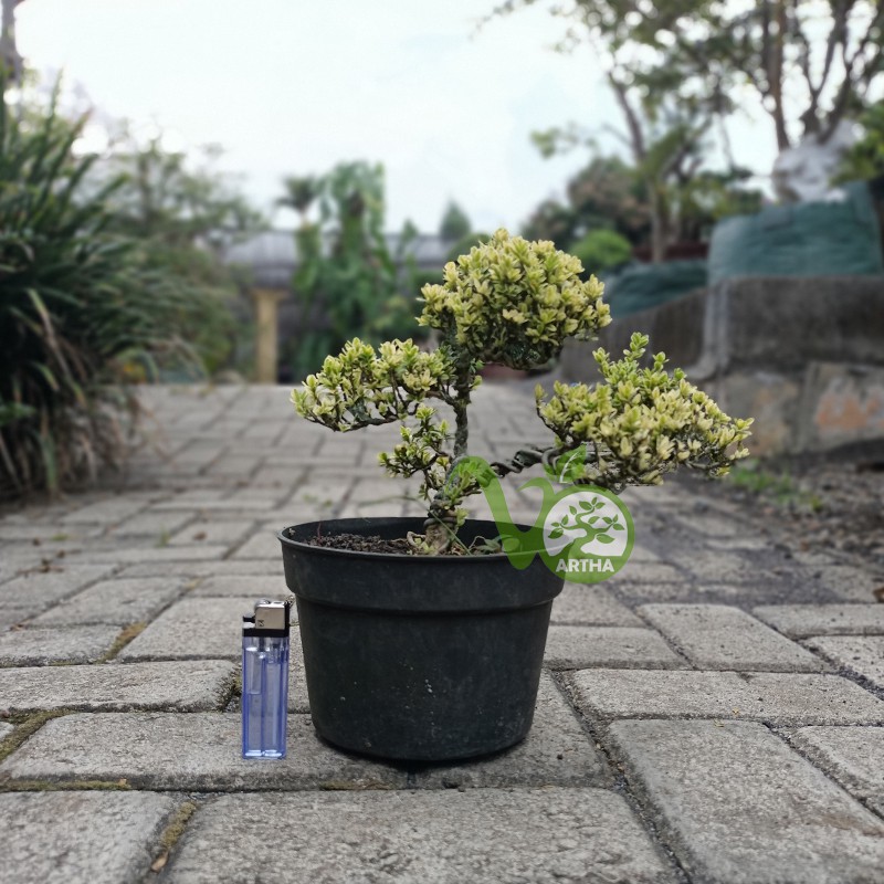 Bonsai Mame Hinkip Siap Pajang