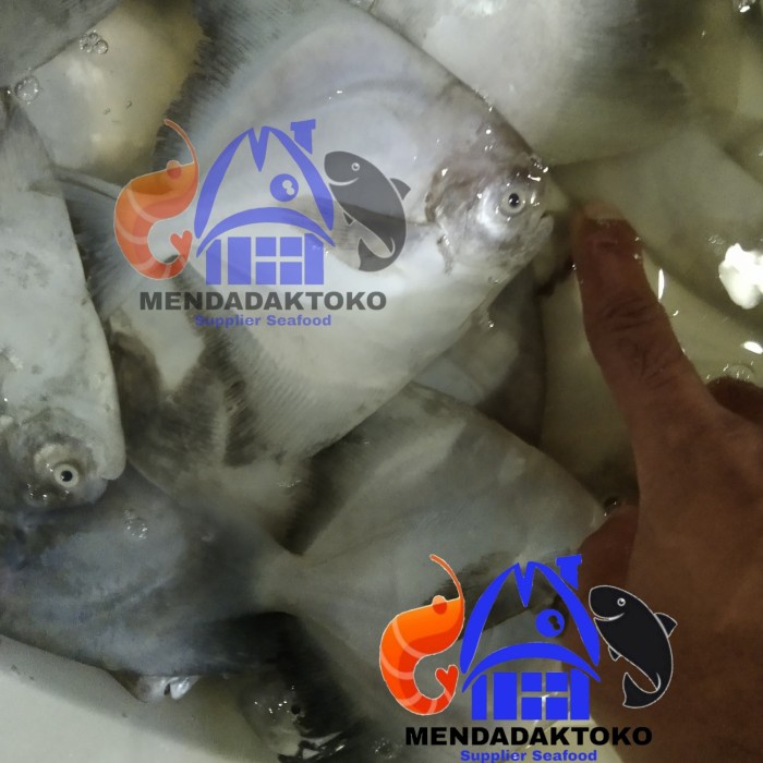 

ikan bawal putih fresh size kecil | seafood | hasil laut segar - 1kg