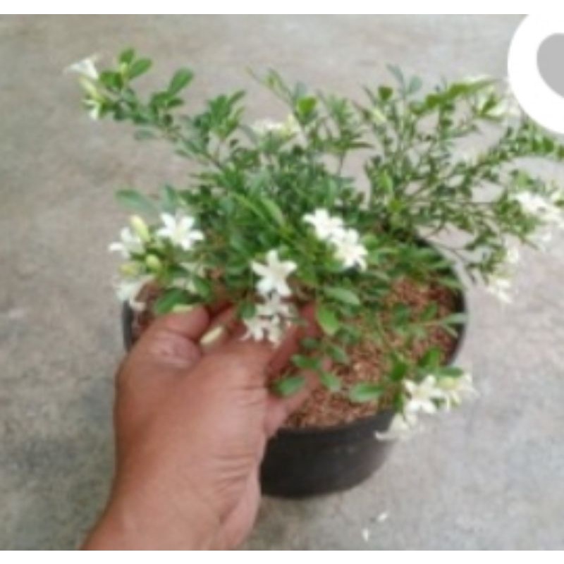 kemuning mikro juga bisa buat bonsai