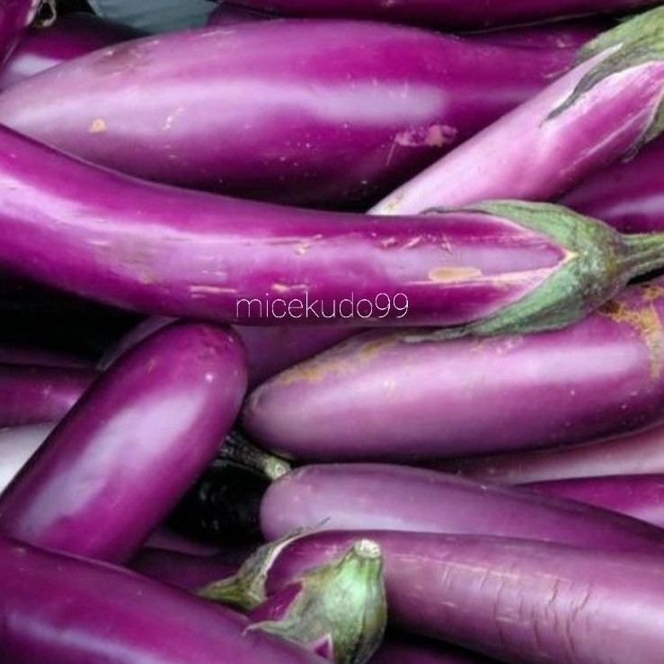 

TERONG UNGU SEGAR 1KG ORGANIK / PURPLE EGGPLANT FRESH ORGANIC