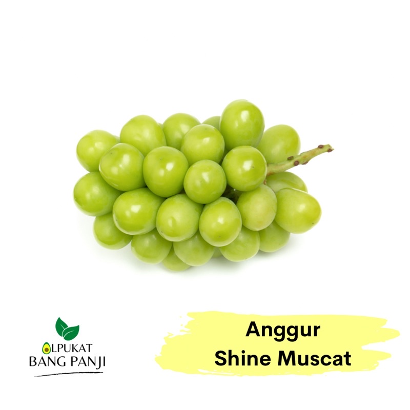 

ALPUKAT BANG PANJI - Anggur Shine Muscat Mika Premium