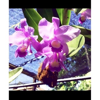 ANGGREK CATLEYA DEWASA