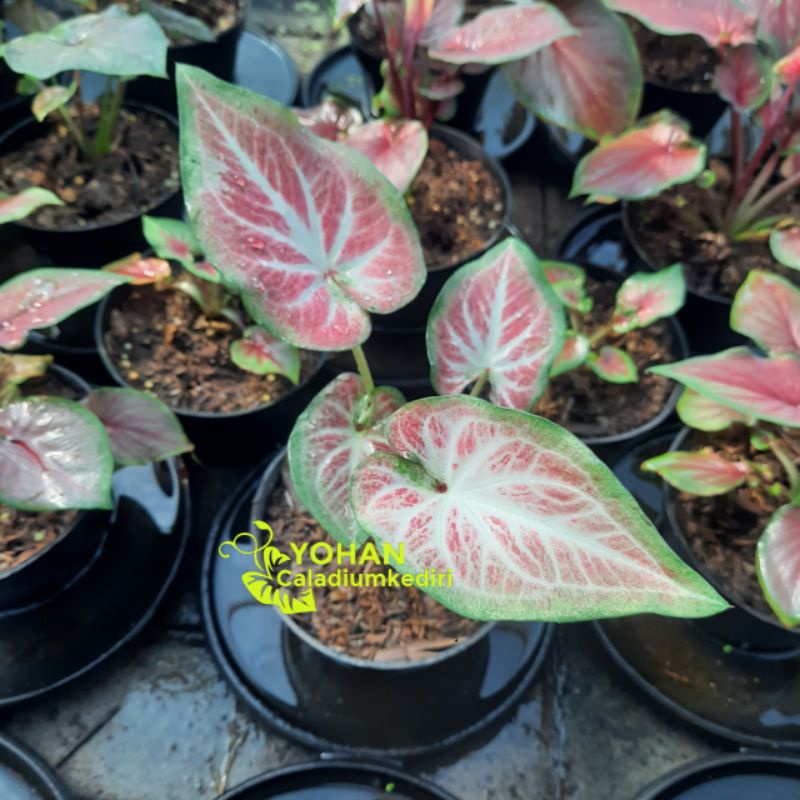 Tanaman Hias Keladi Pink Ramla Murah Anakan Bibit Ramla Pink Yohan Caladium Kediri