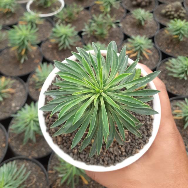 Euphorbia kirin size medium