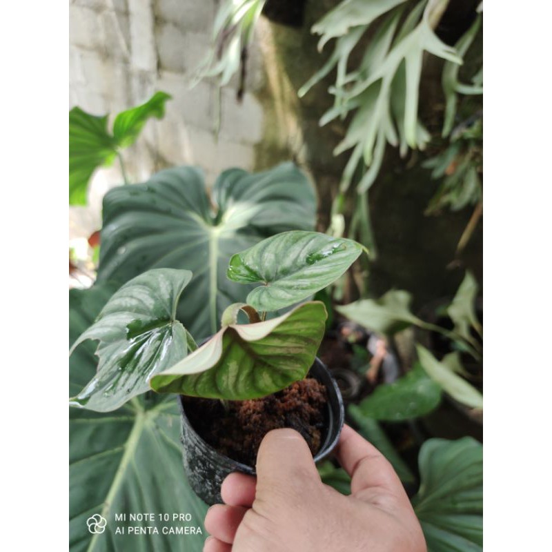 philodendron plowmanii