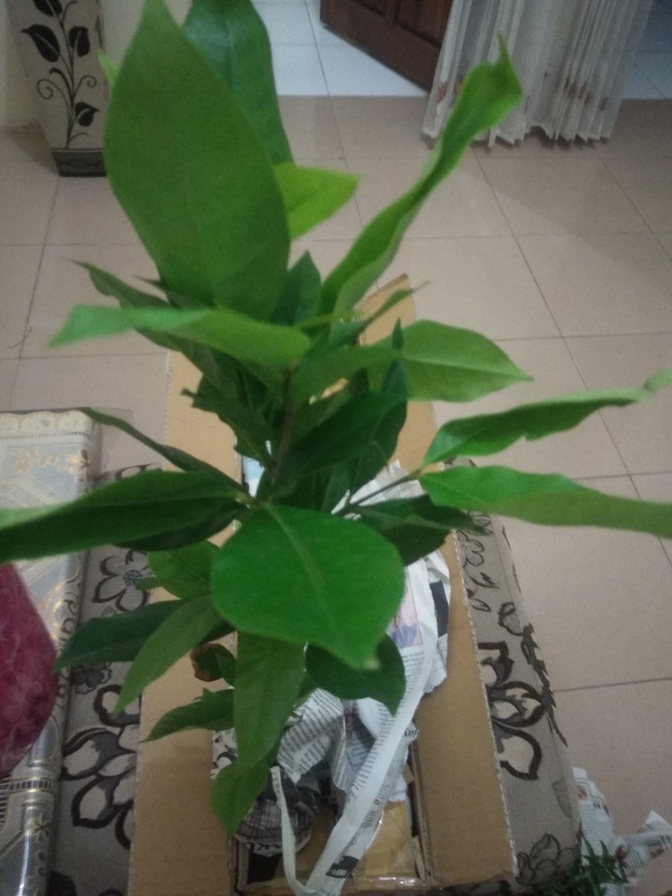 Tanaman Sayuran Daun Salam