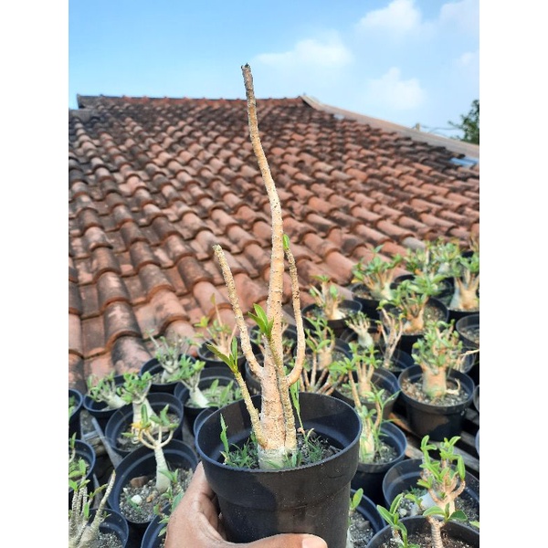 Adenium Arabicum Yellow