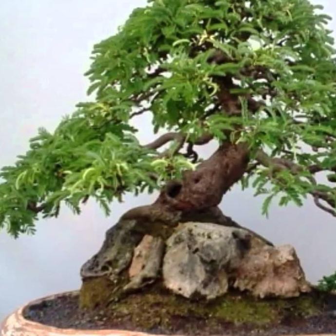 Spg 350 Biji/Benih/Bibit Bonsai Buah Asam Asem Jawa Java Tamarindus Indica