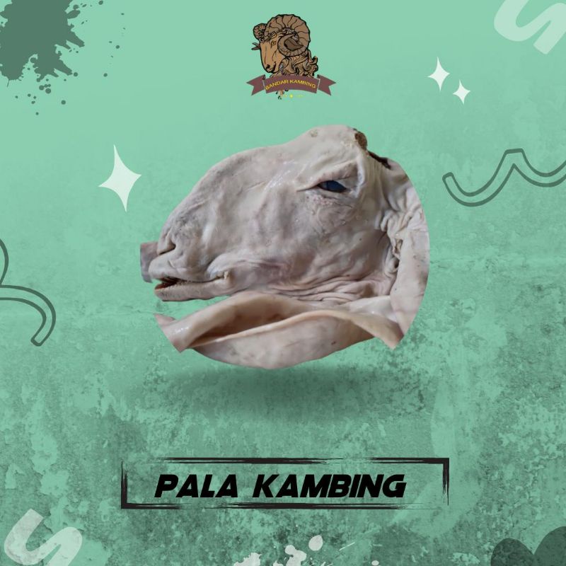 

kepala kambing Jawa besar