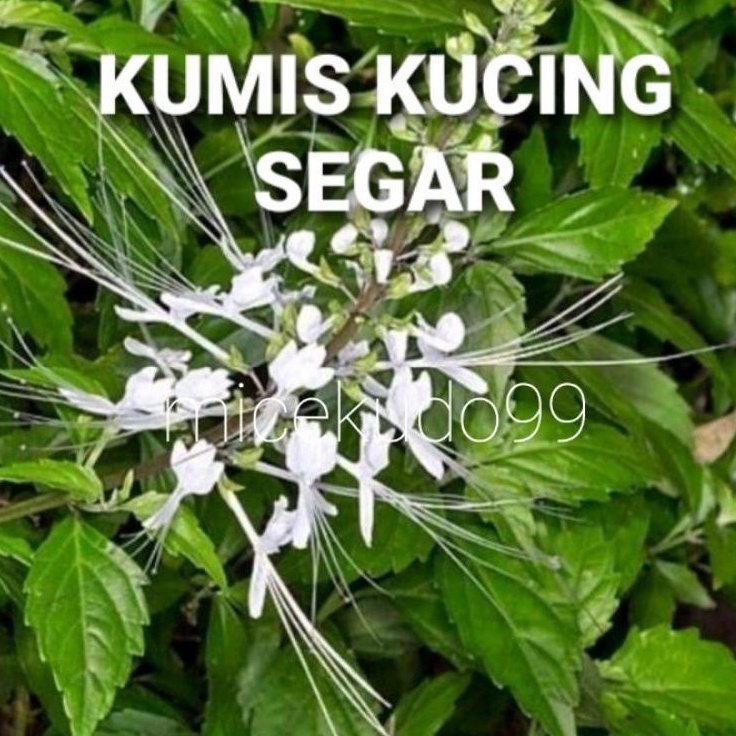 

DAUN KUMIS KUCING FRESH OBAT BATU GINJAL HERBAL SEGAR