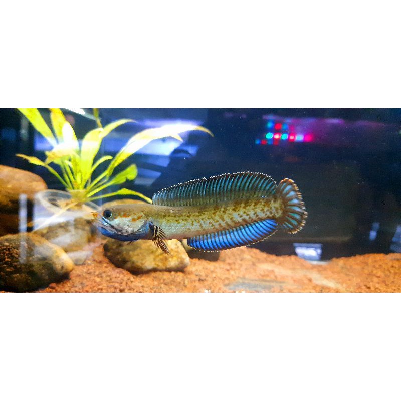 Channa Andrao single tank full pelet 5cm