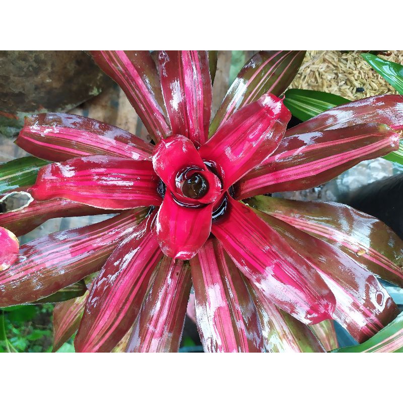 Bromelia tricolor
