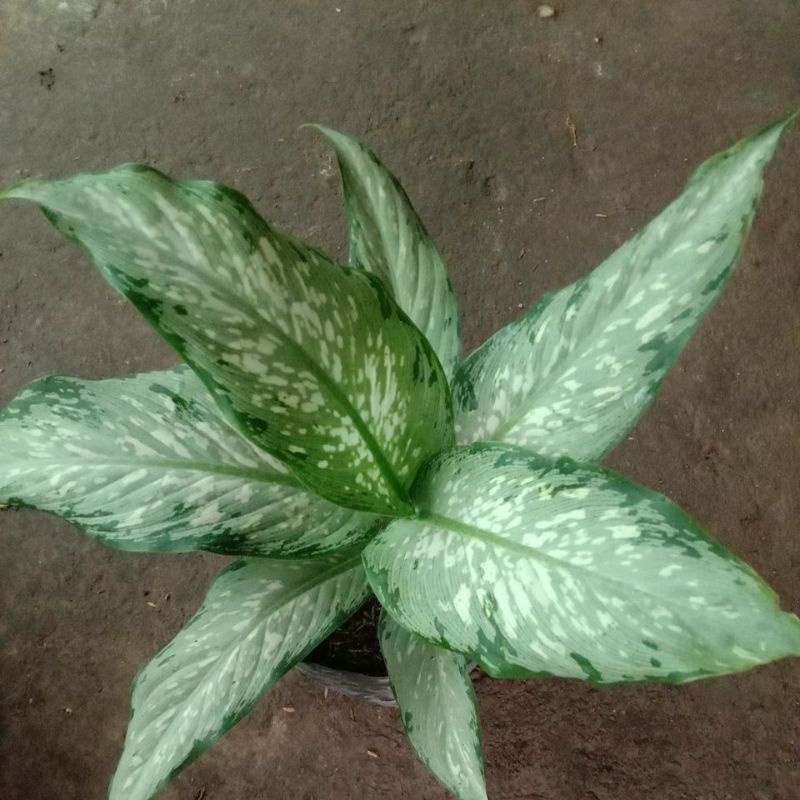 aglonema diven balik