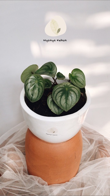 Pot Gerabah Hitam dan Putih Glossy