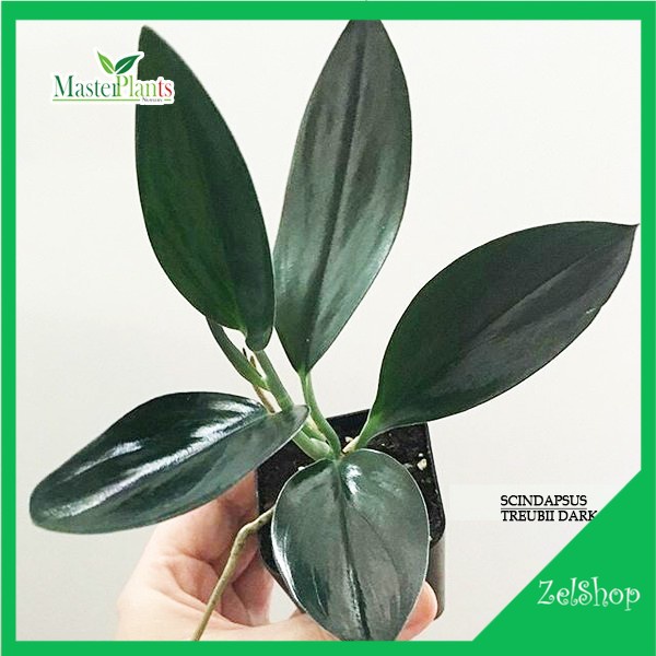 Scindapsus Treubii Dark Form / Scindapsus Black
