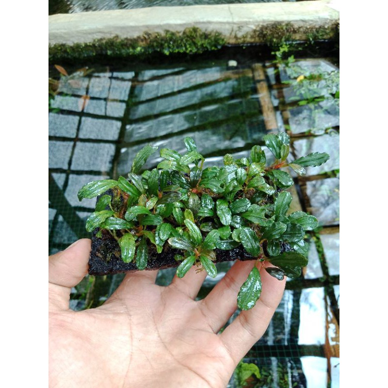 buce palandra sp mini /pakis lempeng