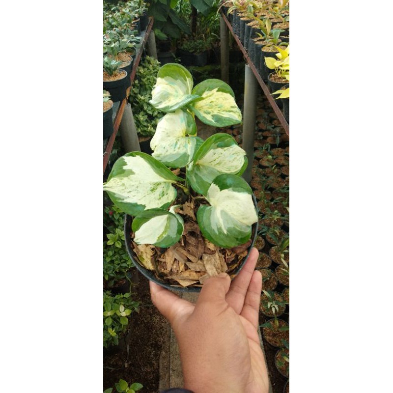 

epripemnum manjula
