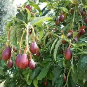 Bibit Buah Alpukat Red Vietnam 1 Meter Hida Bibit