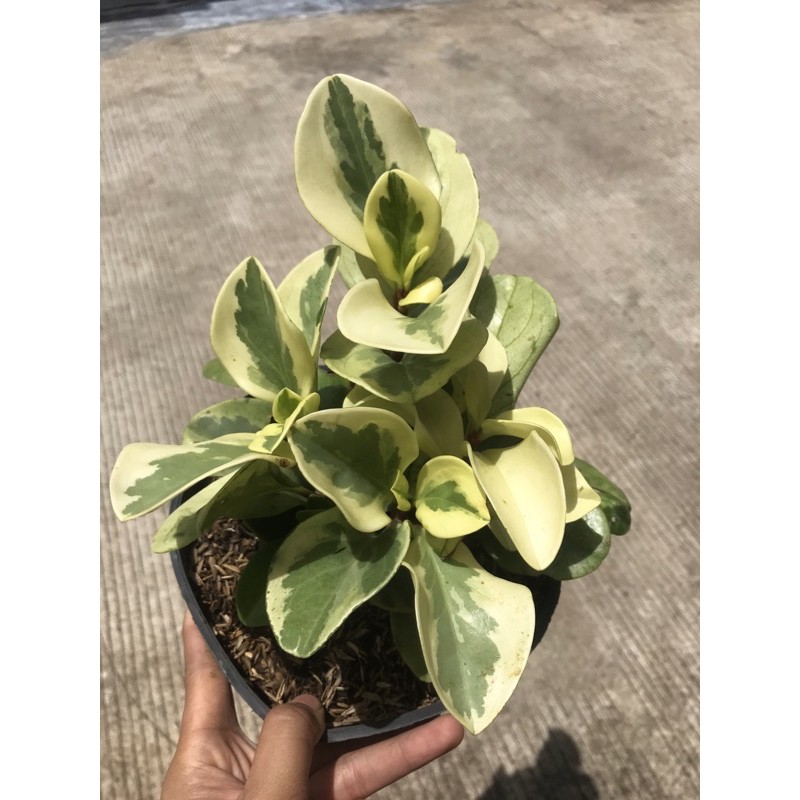 Peperomia variegata