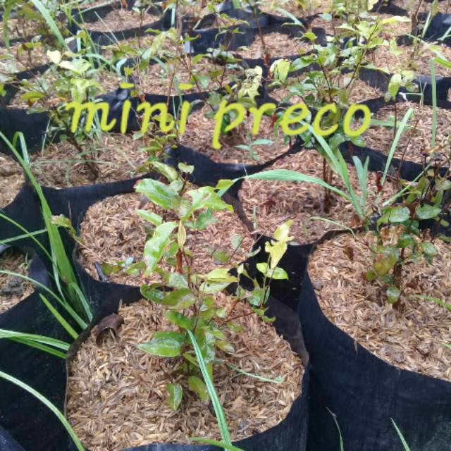 Anggur brazil  preco