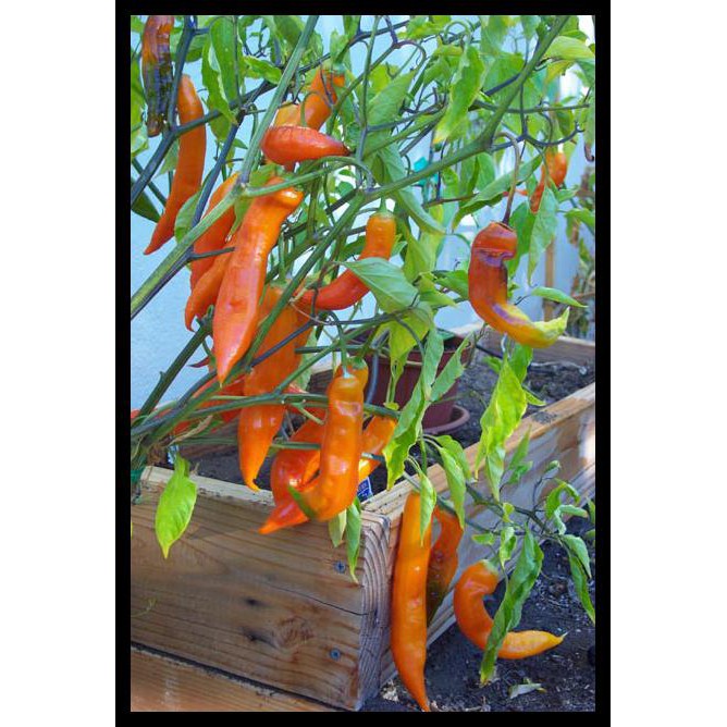 BENIH / BIBIT / BIJI - CABAI AJI AMARILLO (ORANGE) PEPPER SEEDS