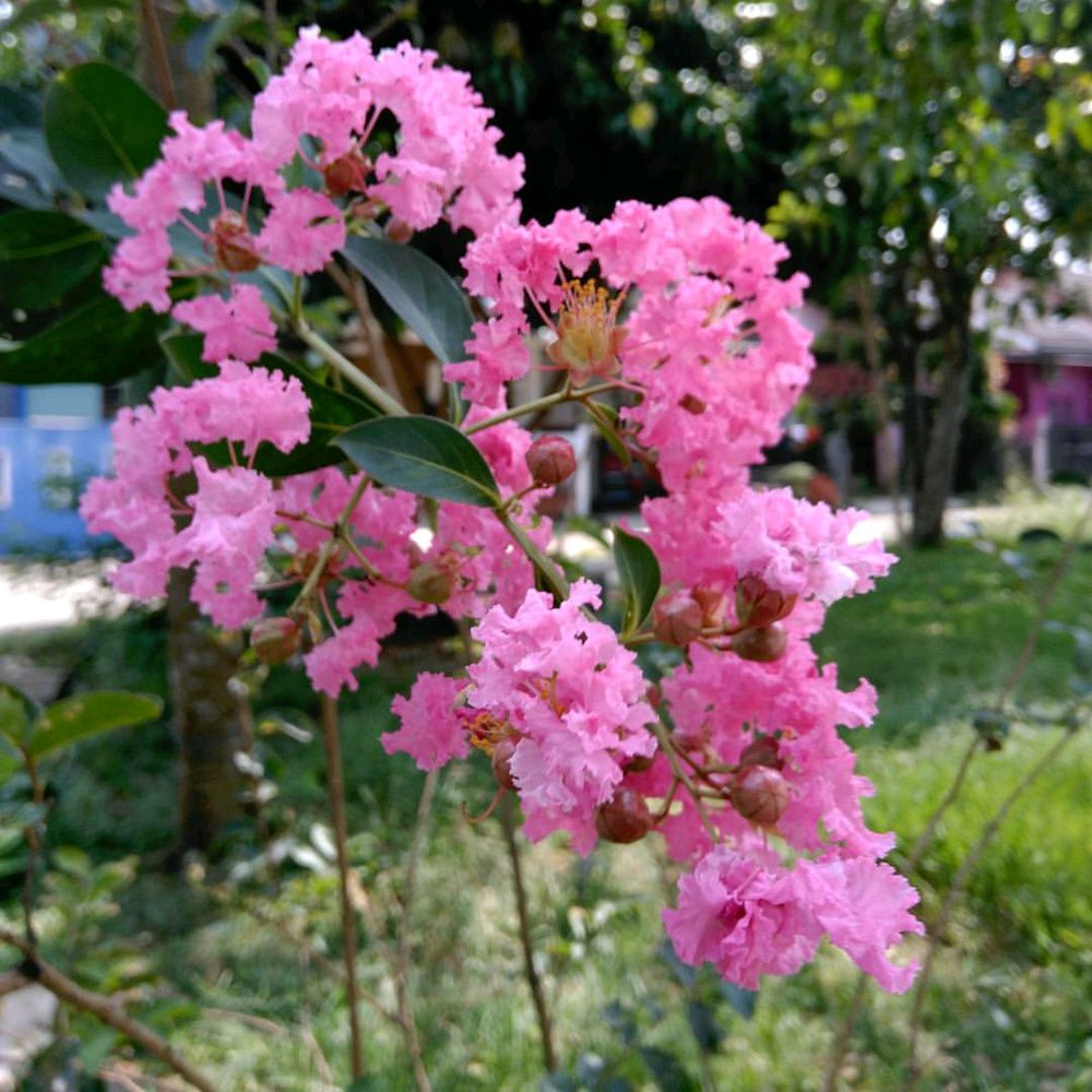 Bibit Tanaman Bunga Sakura Lokal (bangkok)