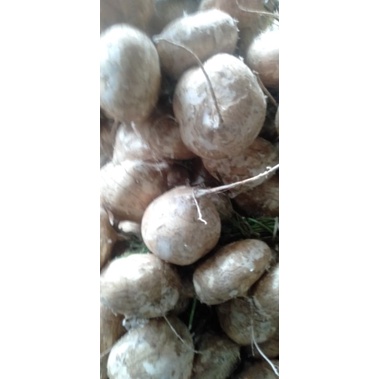 

Buah Bengkuang segar