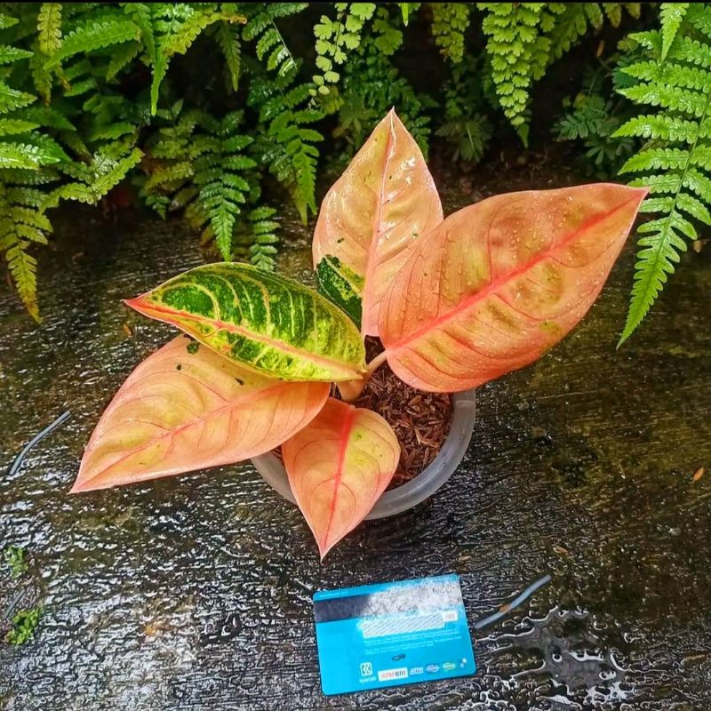 Aglaonema little lemon / Aglonema little lemon florist nursery / Aglonema little lemon (Tanaman hias