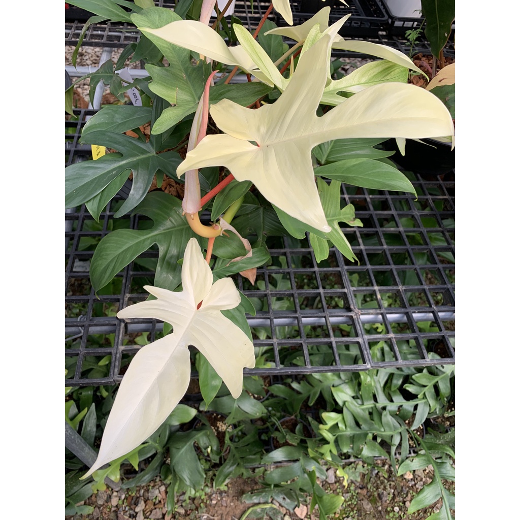 philodendron/philodendron florida ghost/philodendron merpati