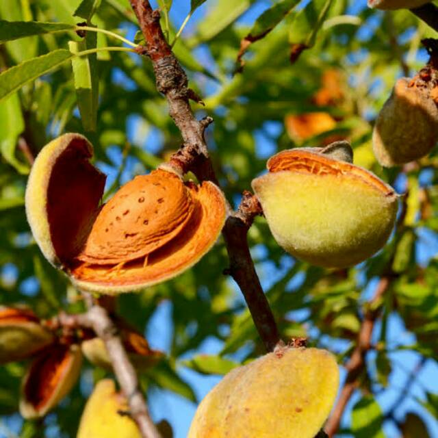 Bibit Kacang Almond Asli Okulasi