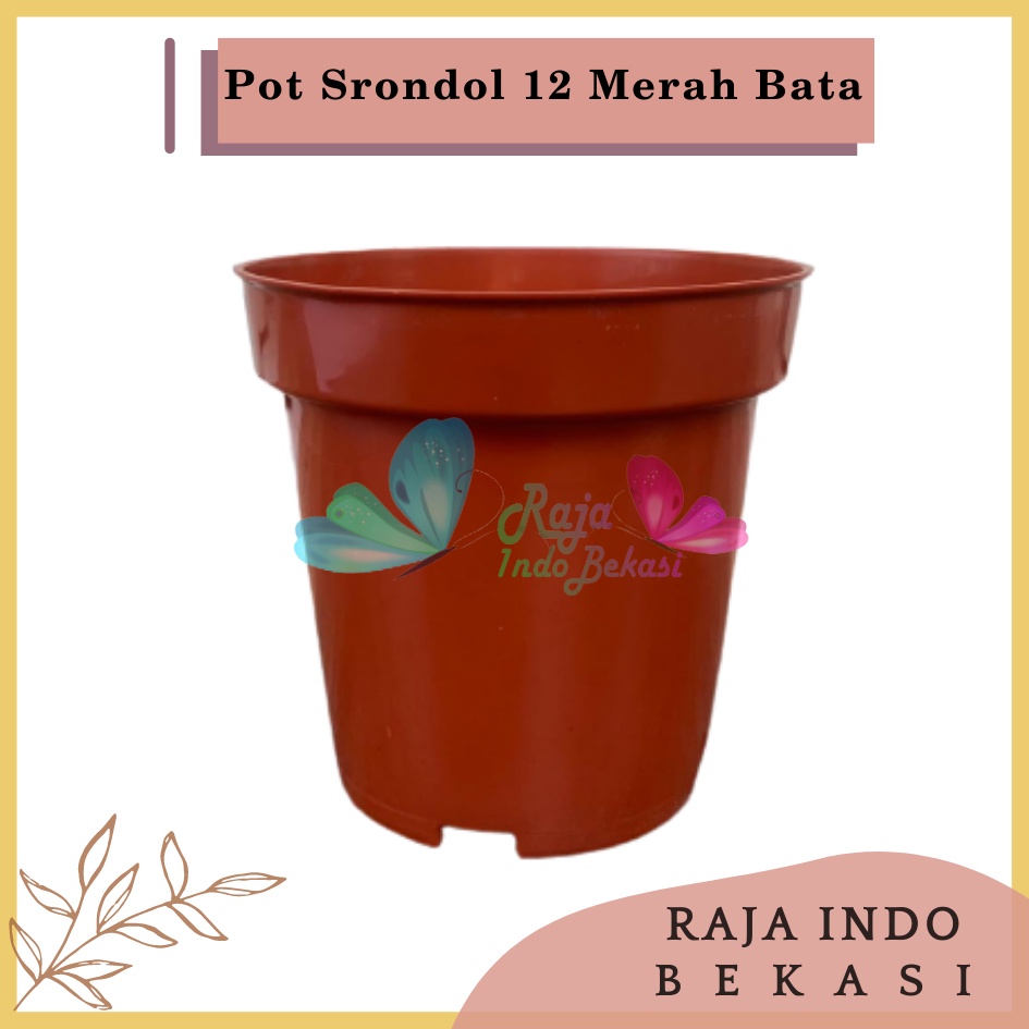 Pot Tinggi Srondol 12 Merah BataTerracota Terracotta Merah Coklat - Pot Tinggi Usa Eiffel Effiel 18 20 25 Lusinan Pot Tinggi Tirus 15 18 20 30 35 40 50 Cm Paket murah isi 1 lusin pot bunga plastik lusinan pot tanaman Pot Bibit Besar Mini Kecil Pot Srondol