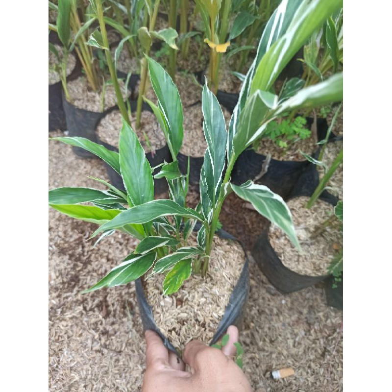 Pohon kecombrang honje varigata tanaman hias onje varigata