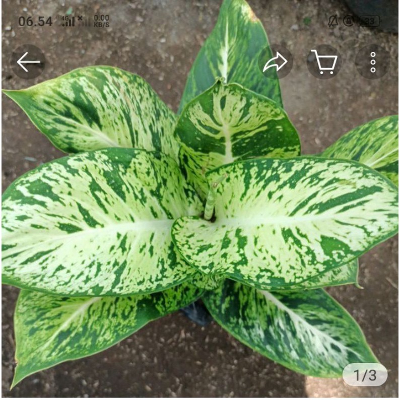 Promo Aglonema varigata diven brazil