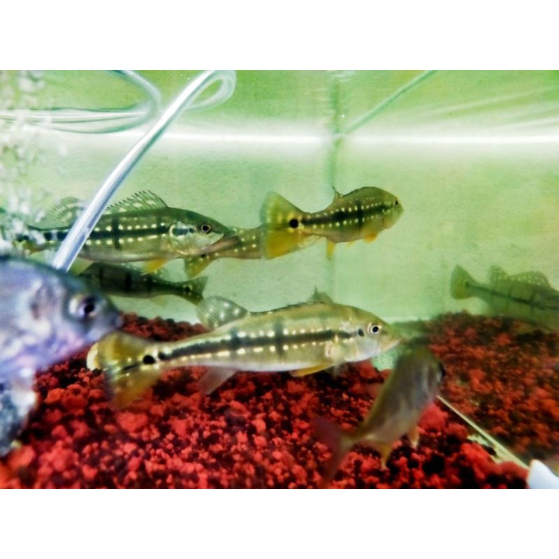 pbass pinima Peacock bass pinima 11-12cm