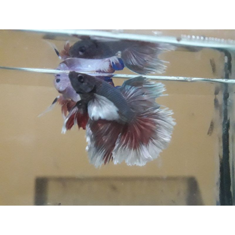 1pair ikan cupang halfmoon dumbo ear lavender/soft gold