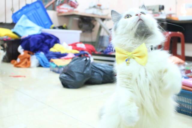 Dasi kucing kuning imut / aksesoris keren untuk kucing kamu / baju kucing tangerang