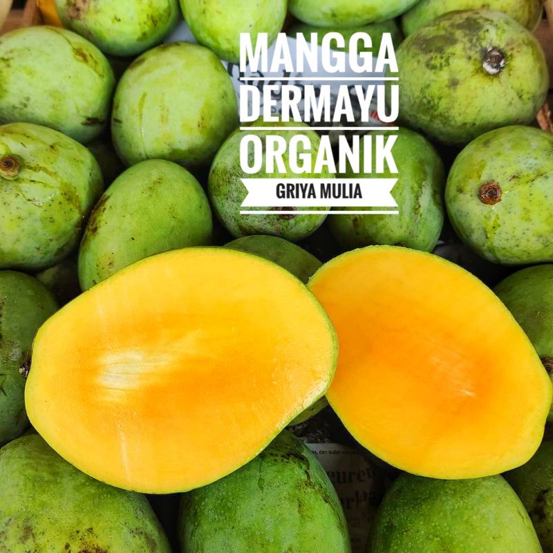 

Mangga Dermayu Organik 1 kg