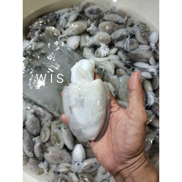 Jual Cumi Sotong Cumi Blakutak Segar 1kg Shopee Indonesia