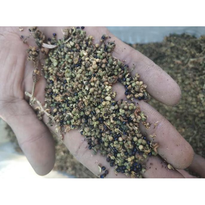 Diskon 1 Ons Benih Biji Pohon Kayu Cendana NTT Wangi Berkwalitas sh0ping
