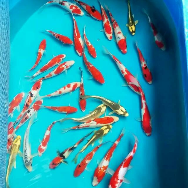 Ikan Hias Koi Blitar Sanke Kohaku