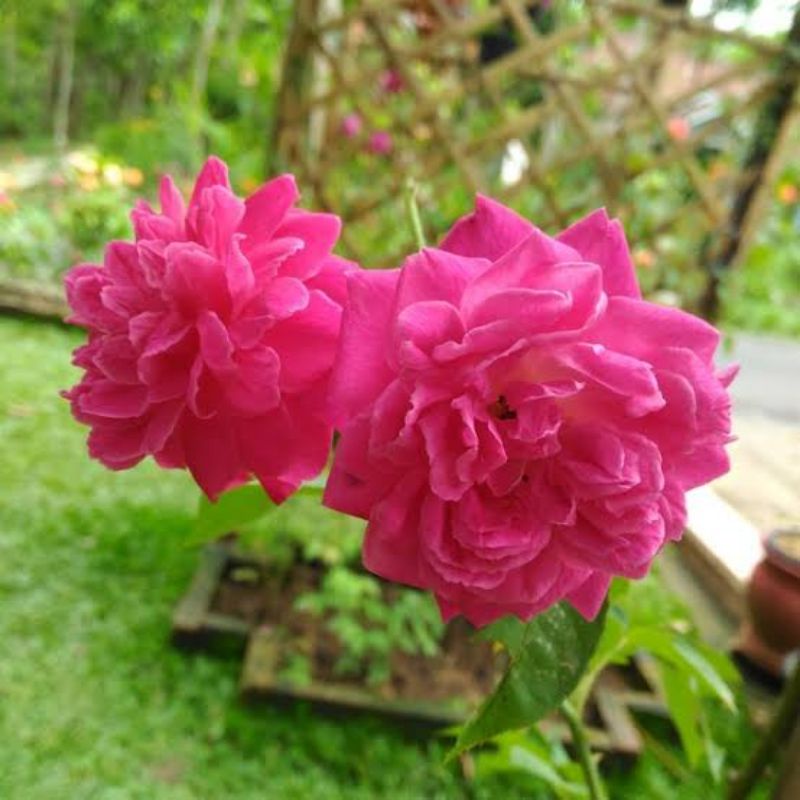 Bunga mawar kampung merah