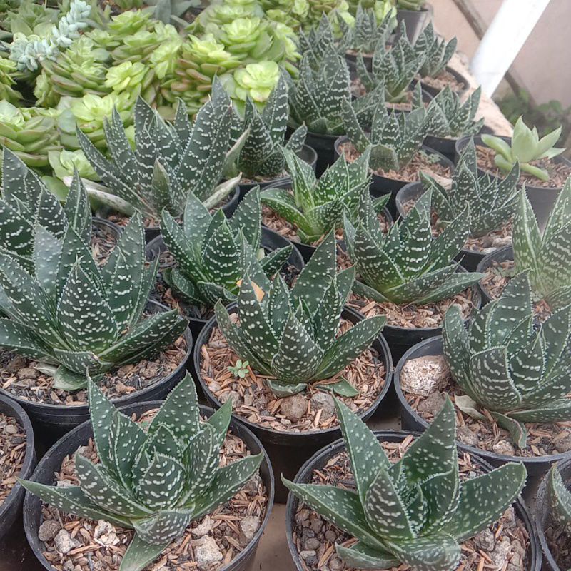 Kaktus Sukulen Aloe aristata