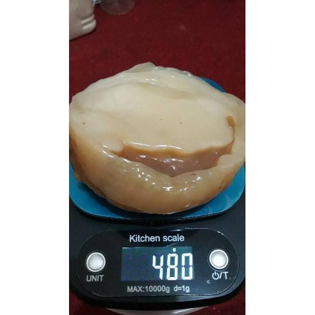 

Tetap Trendϟ TERMURAH!!! SCOBY ATAU JAMUR DIPO TERMURAH UNTUK MEMBUAT KOMBUCHA